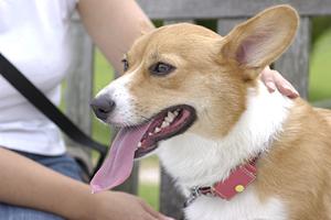 かわいいチワワの子犬に出会えるお店