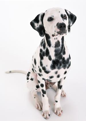 愛犬への上質なシャンプーやカットを提供するサロン
