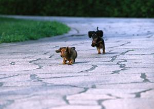 「大阪でのペット引越しをスムーズに！安心・安全に愛犬を新居へ移動させるための完全ガイド」