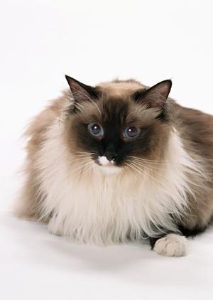 シロアリ駆除の実績と信頼のアサンテ｜即日対応・土日祝も対応で安心の害虫駆除サービス