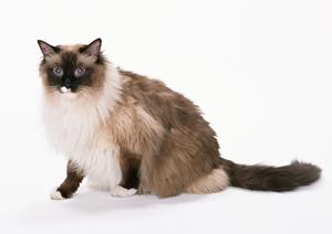 豊中で選ぶ安心のペットホテル！愛犬・愛猫に最適なサービスとは？
